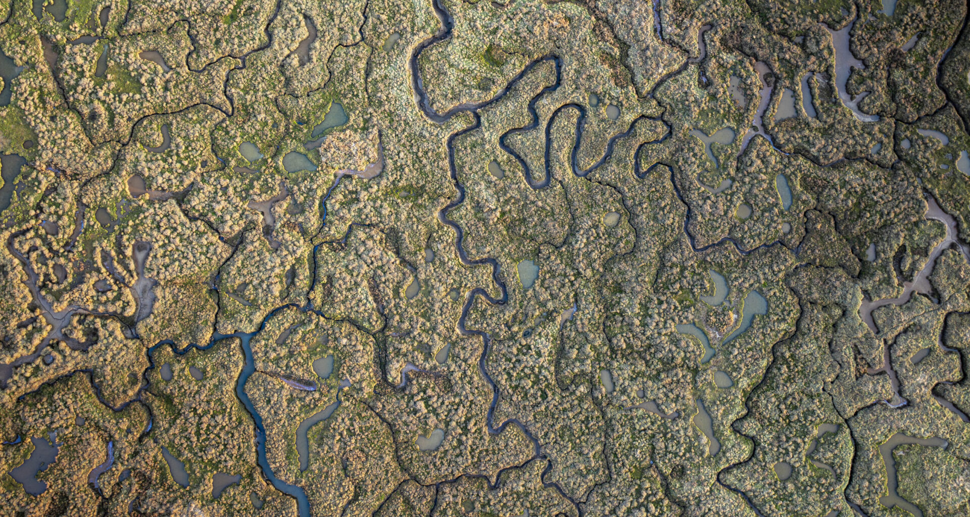 Rapid loss of world's saltmarshes threaten climate change action