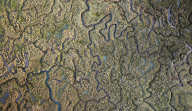 Rapid loss of world's saltmarshes threaten climate change action