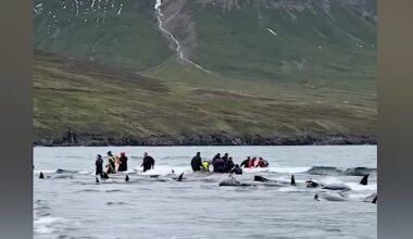 Dozens of Whales Saved by Locals After Mass Stranding on Icelandic Beach