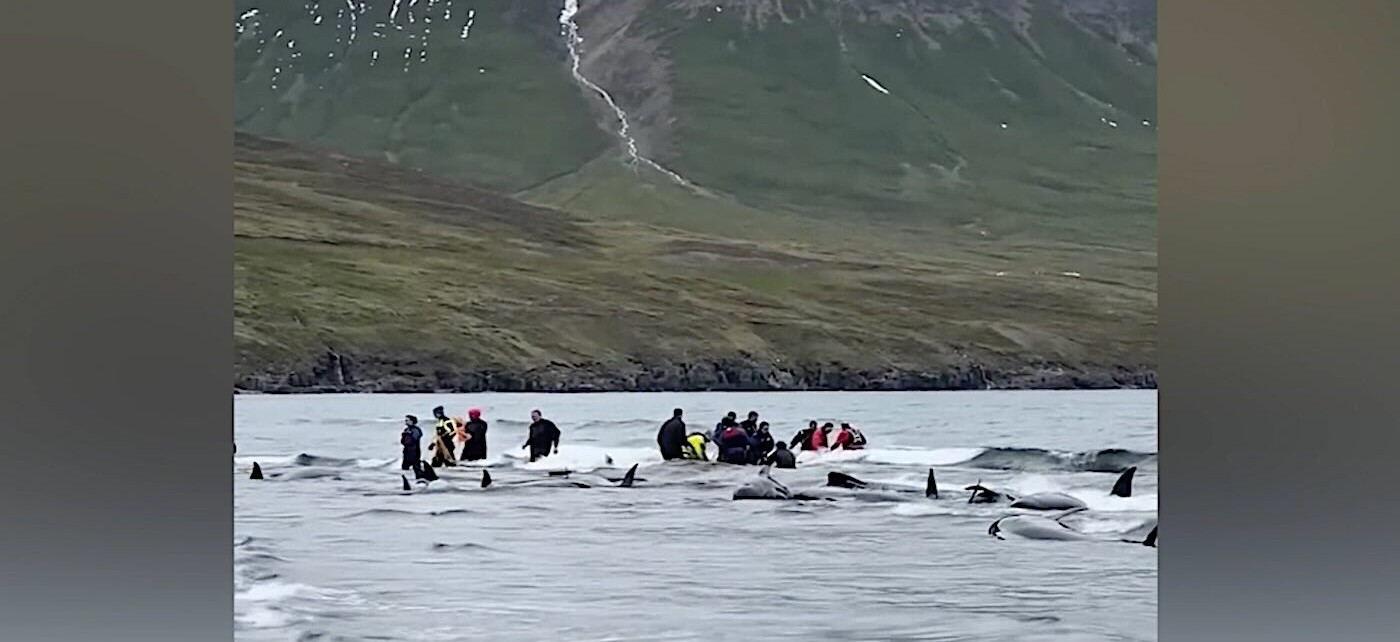 Dozens of Whales Saved by Locals After Mass Stranding on Icelandic Beach