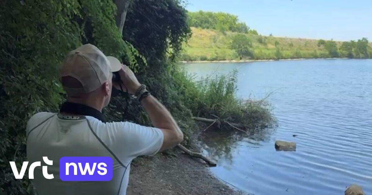 Natuurgebied in Luikse gemeente afgesloten omdat er mogelijk een kaaiman zit | VRT NWS: nieuws