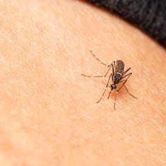 The reason why mosquitoes fly close to your ear at night