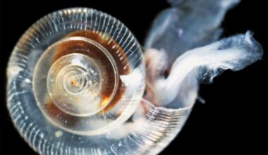 The world’s oceans are a ‘ticking time bomb,’ reaching dangerous acidification levels earlier than scientists thought