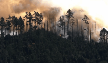 Why wildfire fuels matter more in a warming climate – NBC Bay Area