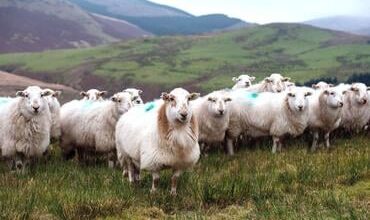Lib Dems demand urgent action on bluetongue border crisis