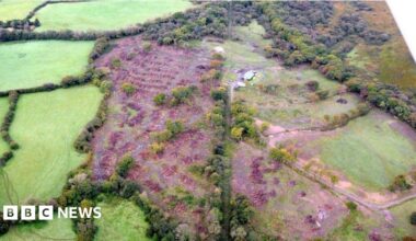 Gower woodland which was illegally felled to become nature reserve
