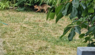 Whelp...i guess we have fox cubs now