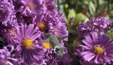 Hummingbird Hawk Moth- visit 🥰