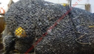 Conservationists criticise NZ trawling after massive coral bycatch