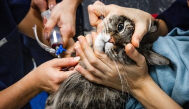 Zeker honderd onbevoegde diergeneeskundigen in dierenklinieken