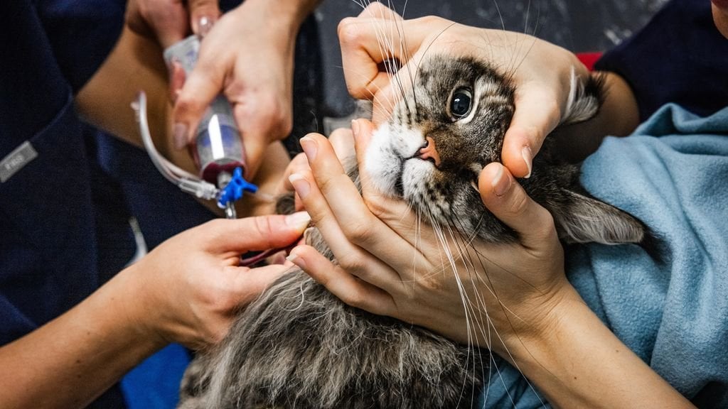 Zeker honderd onbevoegde diergeneeskundigen in dierenklinieken
