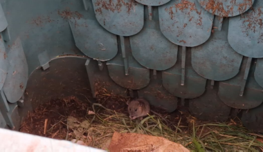 Ist das eine Ratte oder eine Maus in meinem Kompost?
