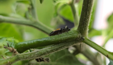 Kleine Helfer bei der Arbeit 🐞