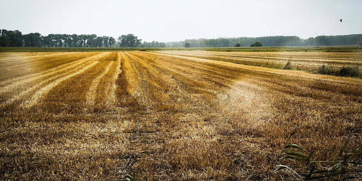 Climate change is set to shrink crop yields in top farming nations, raising global hunger risks