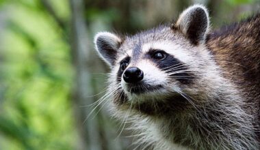 Are raccoons the new nutria? American critters are spreading through Czechia