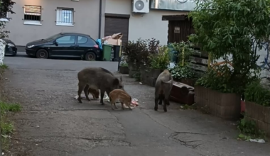 Dziki having a feast