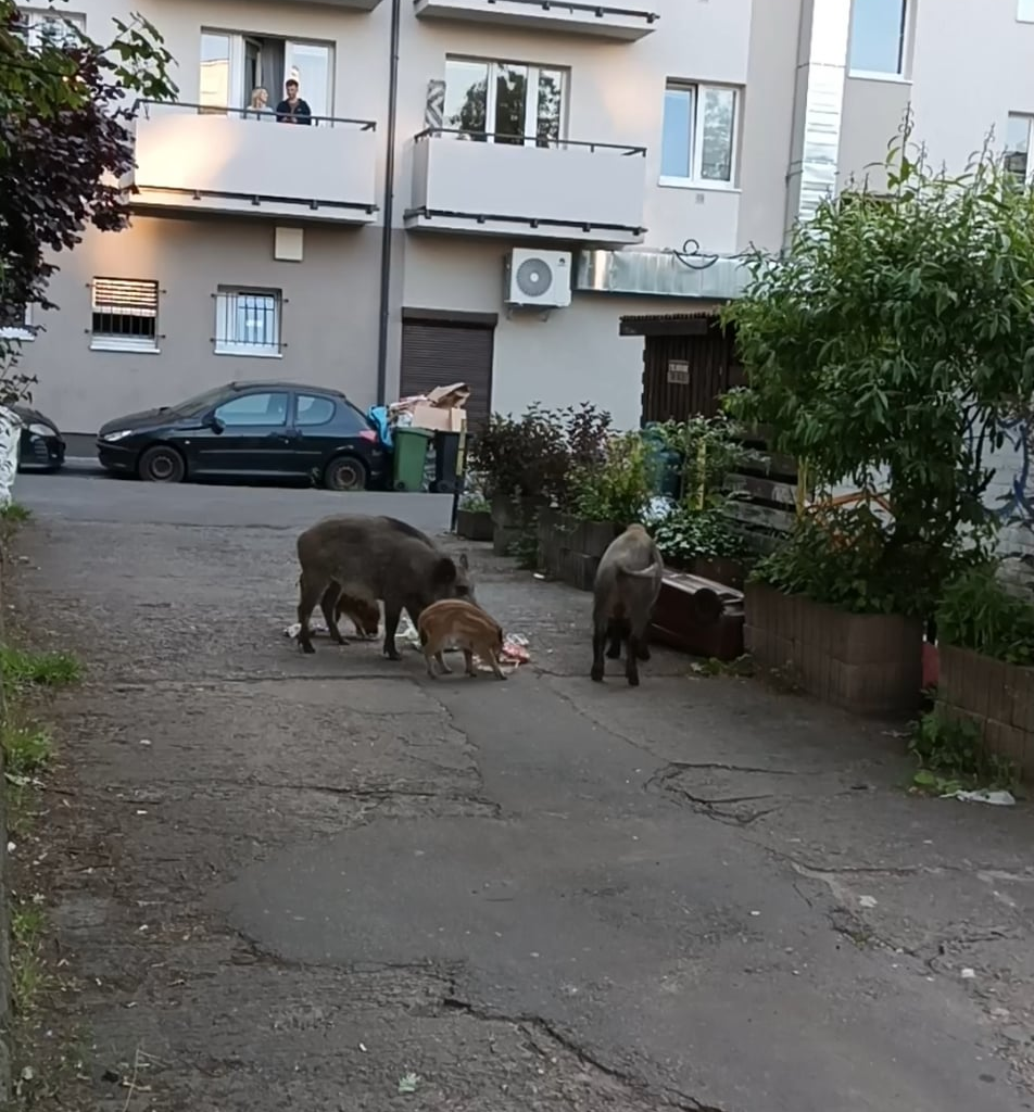 Dziki having a feast