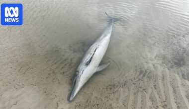 'Heartbreaking' algal bloom hits metropolitan Adelaide beaches