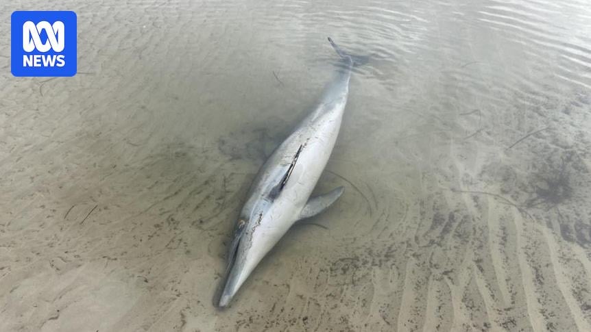 'Heartbreaking' algal bloom hits metropolitan Adelaide beaches