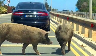 Pair of pigs block traffic on road in Cyprus