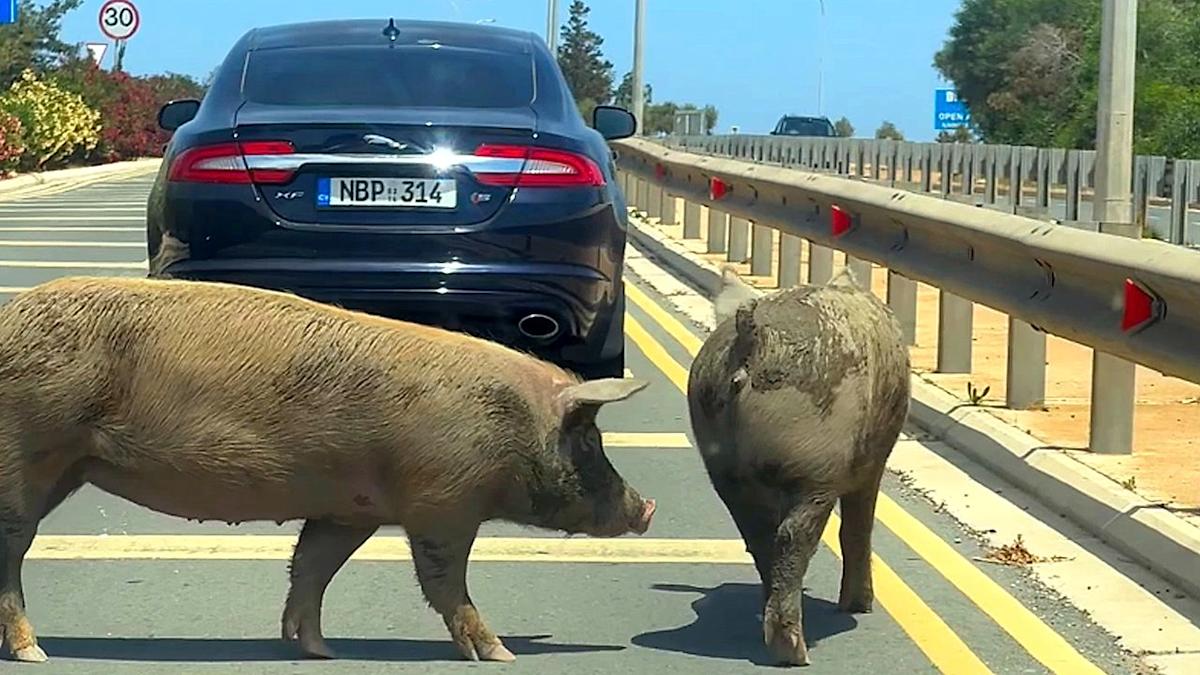 Pair of pigs block traffic on road in Cyprus