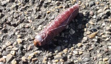 Wat voor rups is dit?