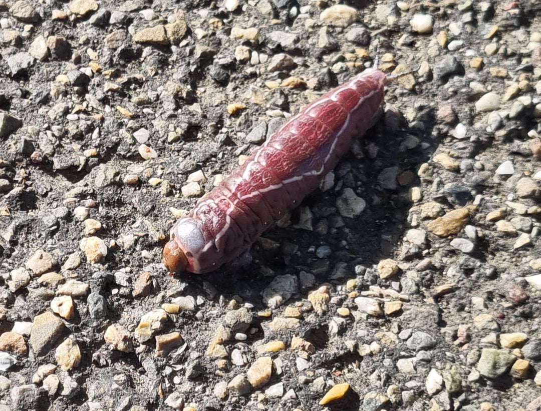 Wat voor rups is dit?