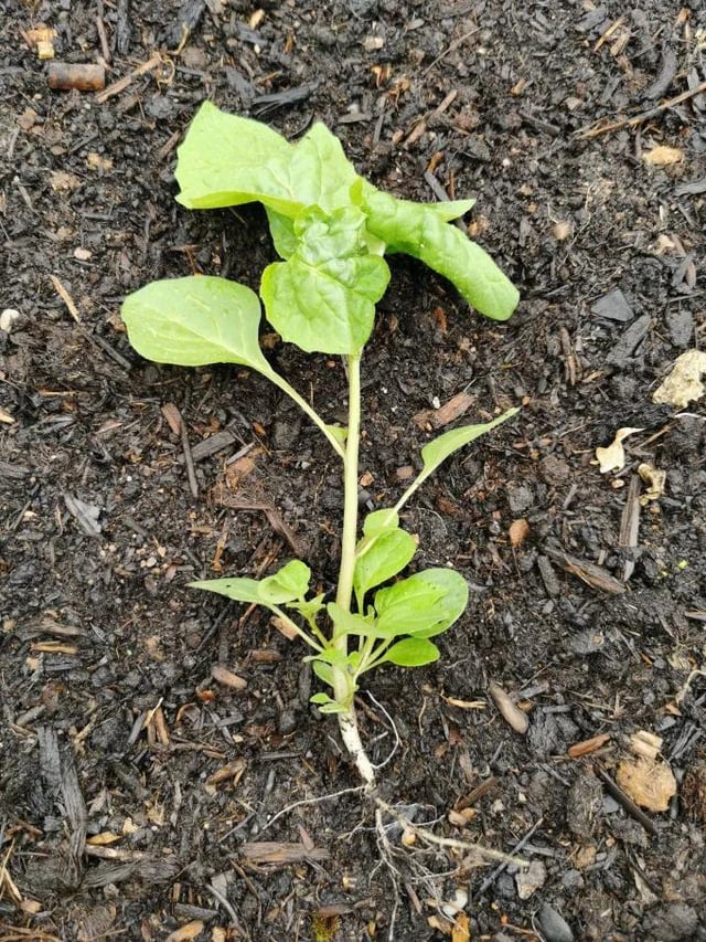 Was für eine Pflanze ist das? Gefunden im Hochbeet zwischen Kräutern