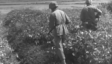 North Korean troops concealed in the undergrowth hunted down by US 1st Division Marines in September 1950 following the Han River crossing