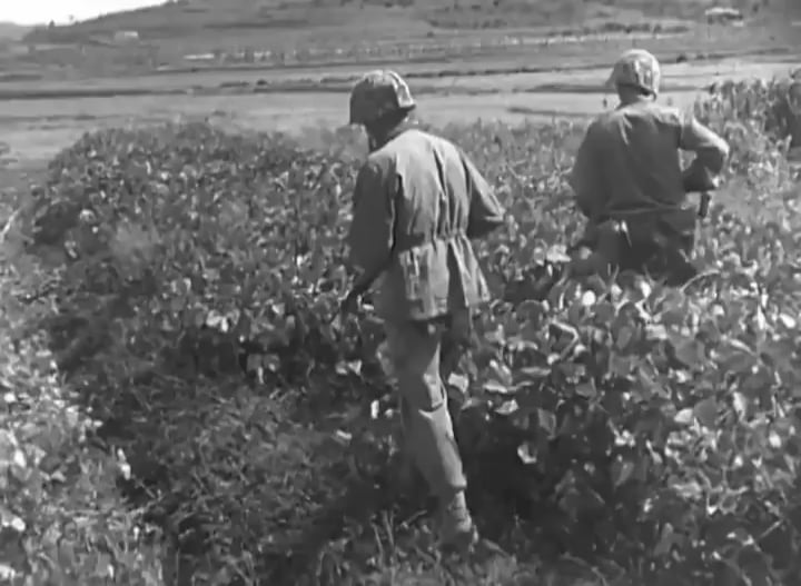 North Korean troops concealed in the undergrowth hunted down by US 1st Division Marines in September 1950 following the Han River crossing