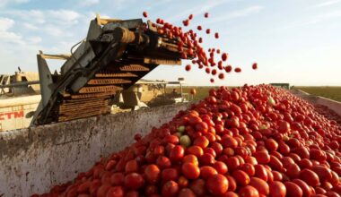 Gemüse verrottet: Trumps Abschiebung von Migranten-Erntehelfern lässt US-Farmer verzweifeln