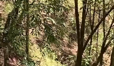 Cambodian soldier running away from engagement with Thai troops, before ramming himself into a banana tree, breaking his neck which killed him on the spot.