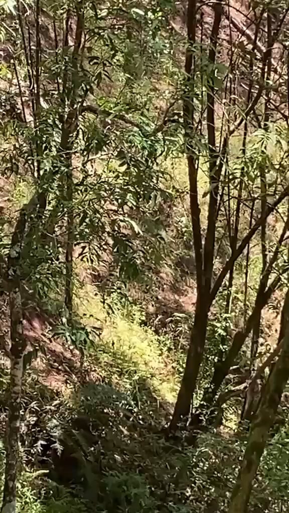 Cambodian soldier running away from engagement with Thai troops, before ramming himself into a banana tree, breaking his neck which killed him on the spot.