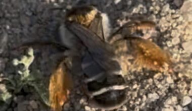 Sind das Sandbienen oder Erdbienen oder …?