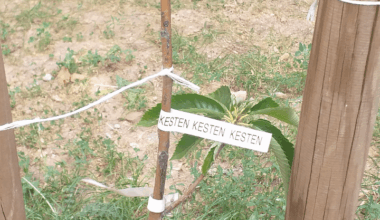 KESTEN KESTEN KESTEN
