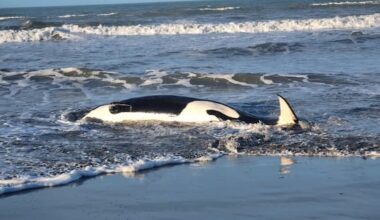 Orca found dead on Christchurch beach