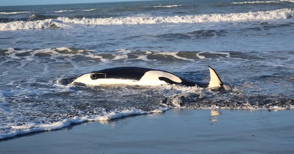 Orca found dead on Christchurch beach