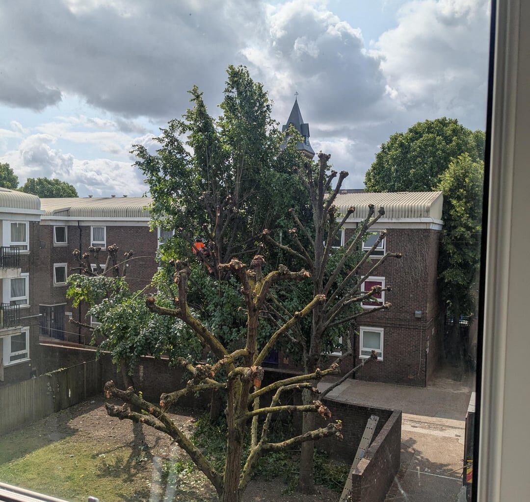 Why is this necessary? Do councils just despise trees?