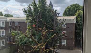 Why is this necessary? Do councils just despise trees?