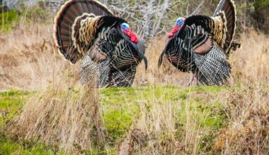 How Central Minnesota Contributed To Turkey Hunting Success