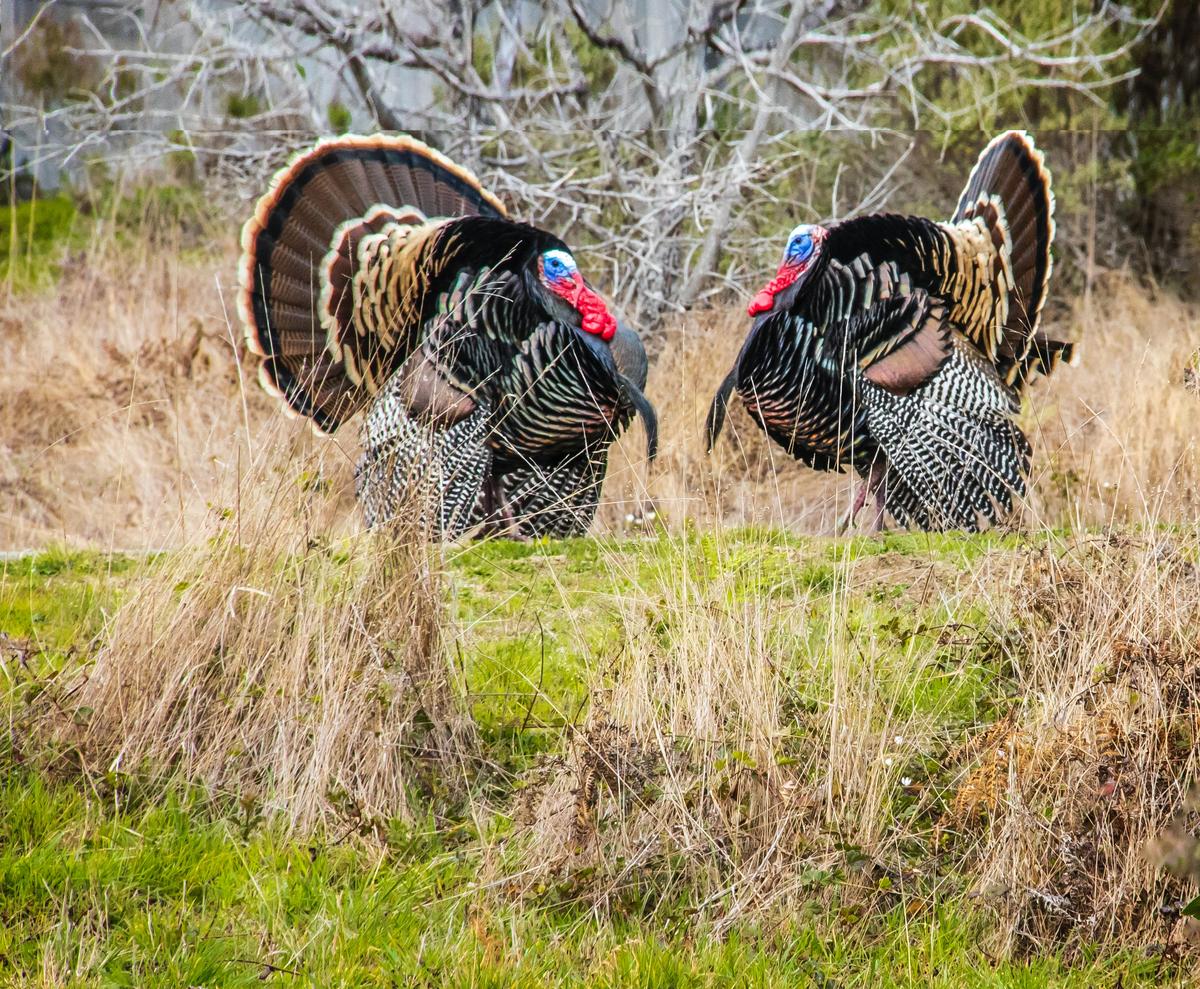 How Central Minnesota Contributed To Turkey Hunting Success