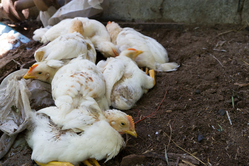 Latvia reports first H5N1 bird flu outbreak in poultry
