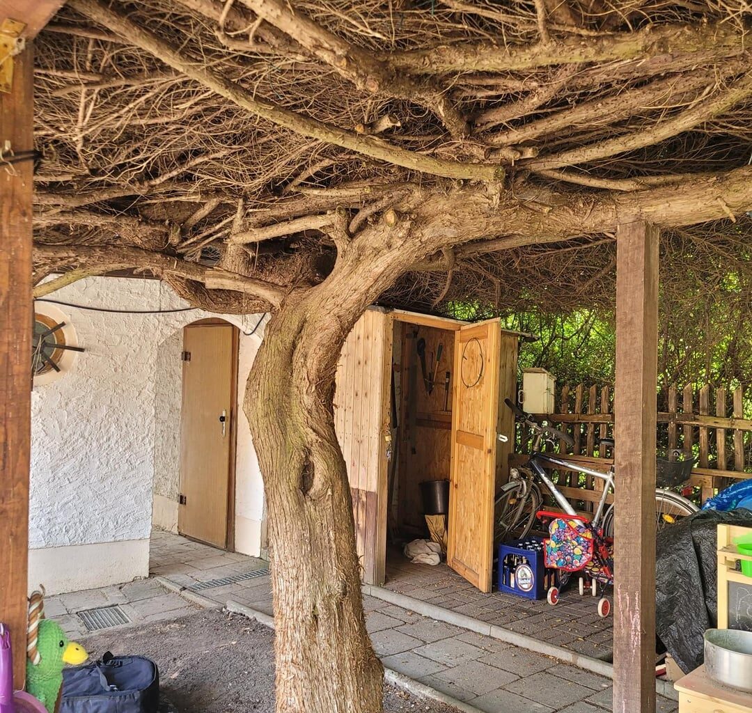 Welcher Baum ist das und ist er giftig?