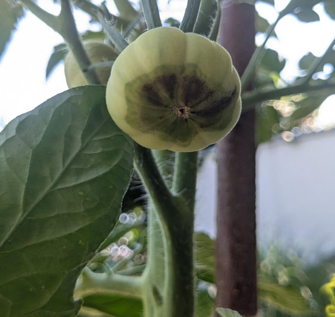 Was hat meine Tomate?