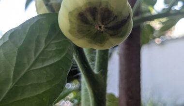 Was hat meine Tomate?