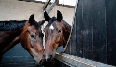 Ook paarden moeten scharrelen, maar veel maneges weten niet hoe