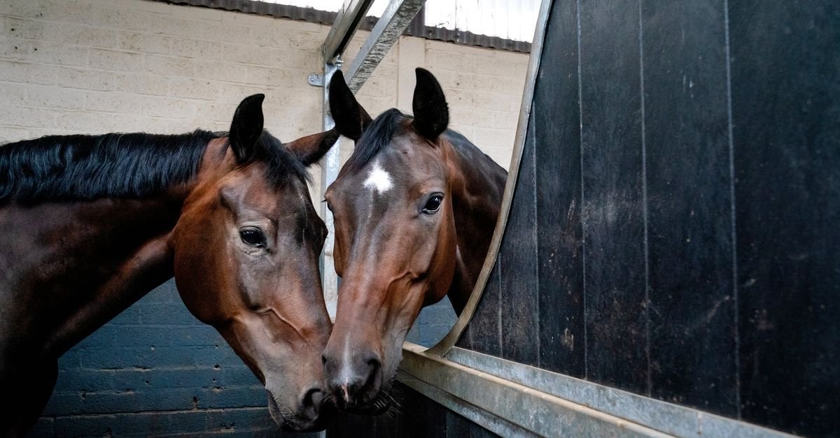 Ook paarden moeten scharrelen, maar veel maneges weten niet hoe
