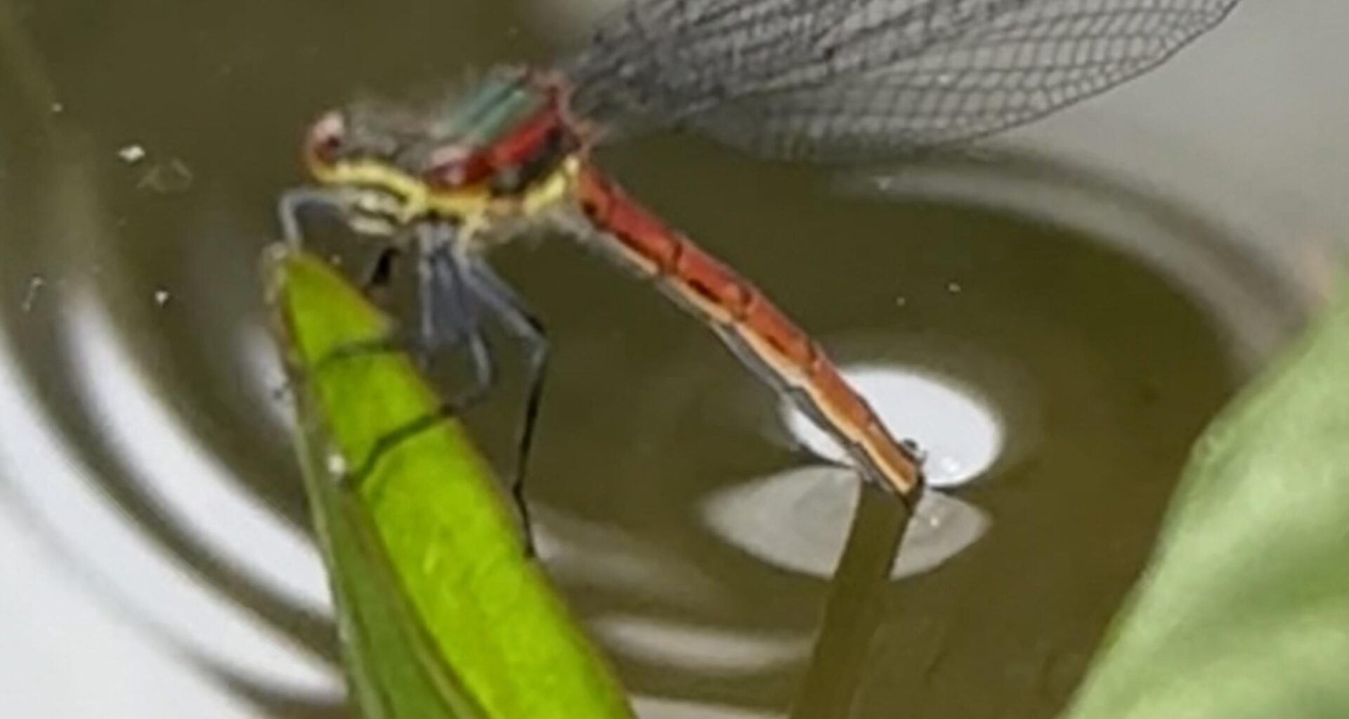 Libelle