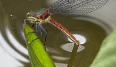 Libelle