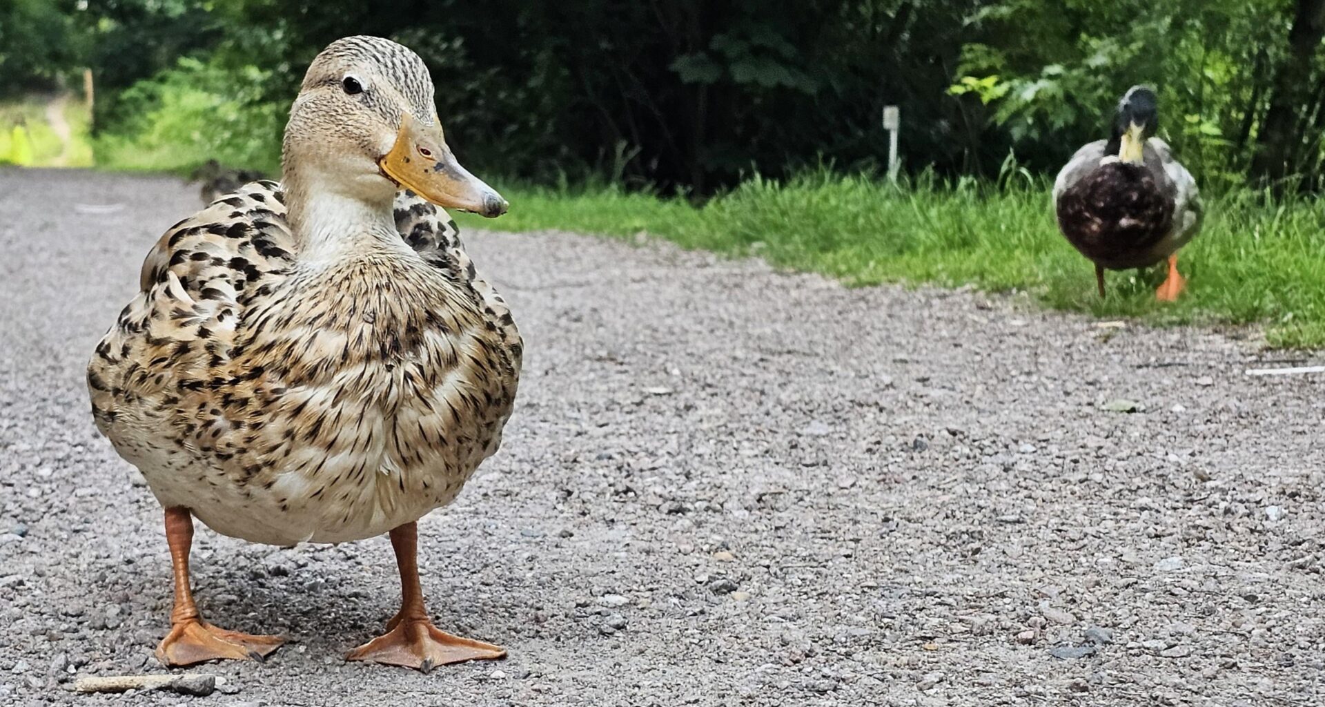 Hallo!